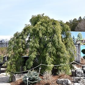 Eastern White Pine Pendula (Pinus strobus) - Ladybird Nursery