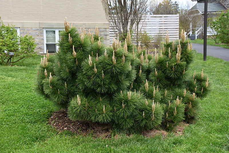 Japanese Black Pine Thunderhead (Pinus thunbergii)