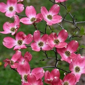 Pink Flowering Dogwood var. rubra (Cornus florida) - Ladybird Nursery