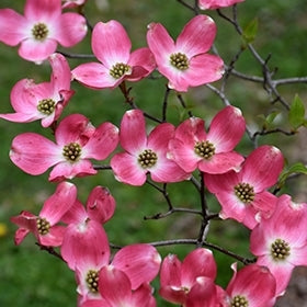 Pink Flowering Dogwood var. rubra (Cornus florida)