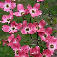 Pink Flowering Dogwood var. rubra (Cornus florida)