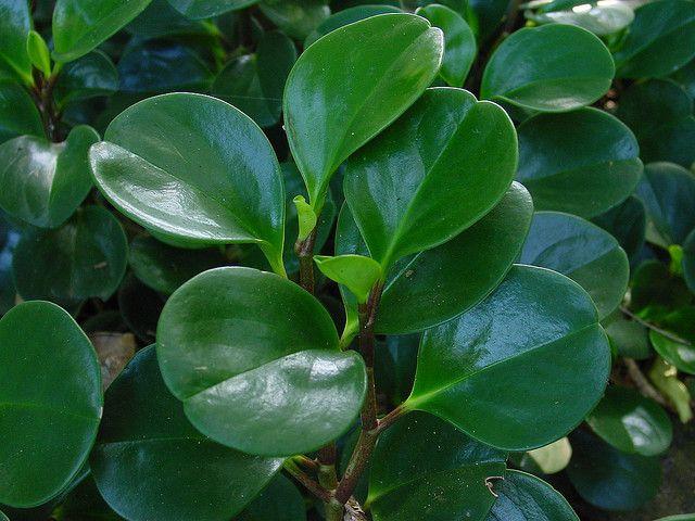 Baby Rubber Plant Green (Peperomia obtusifolia) - Ladybird Nursery