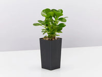 Baby Rubber Plant Green (Peperomia obtusifolia)