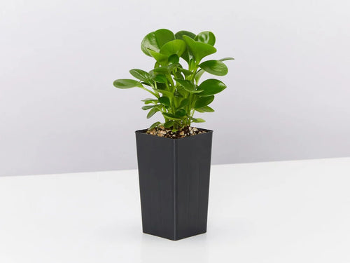 Baby Rubber Plant Green (Peperomia obtusifolia) - Ladybird Nursery