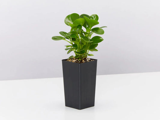 Baby Rubber Plant Green (Peperomia obtusifolia)