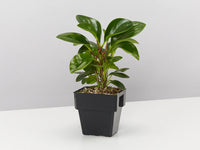 Baby Rubber Plant Green (Peperomia obtusifolia)