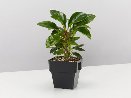 Baby Rubber Plant Green (Peperomia obtusifolia) - Ladybird Nursery