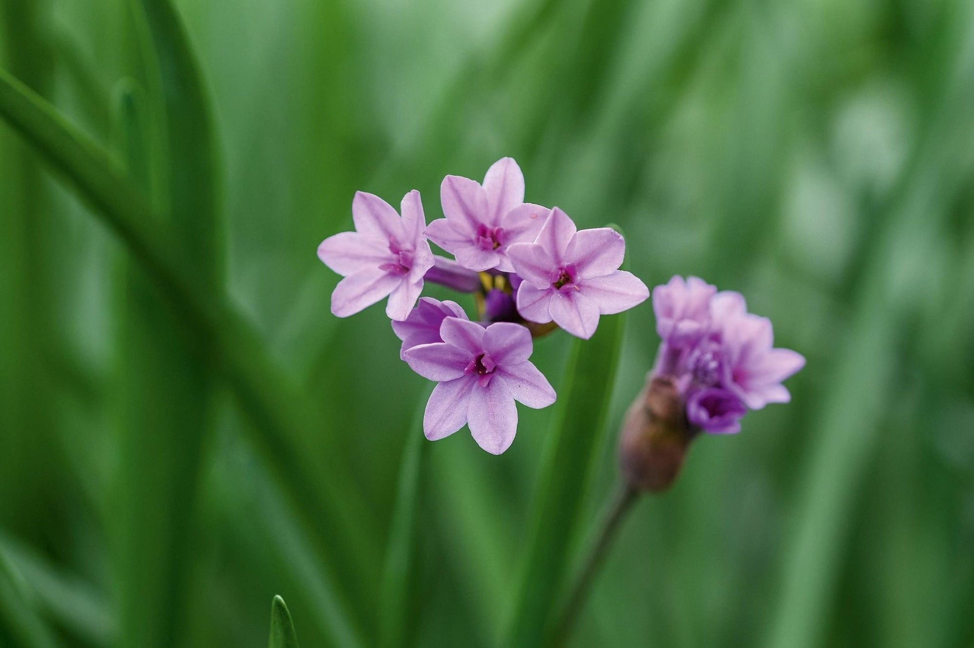Society Garlic Purple Eye (Tulbaghia) - Ladybird Nursery