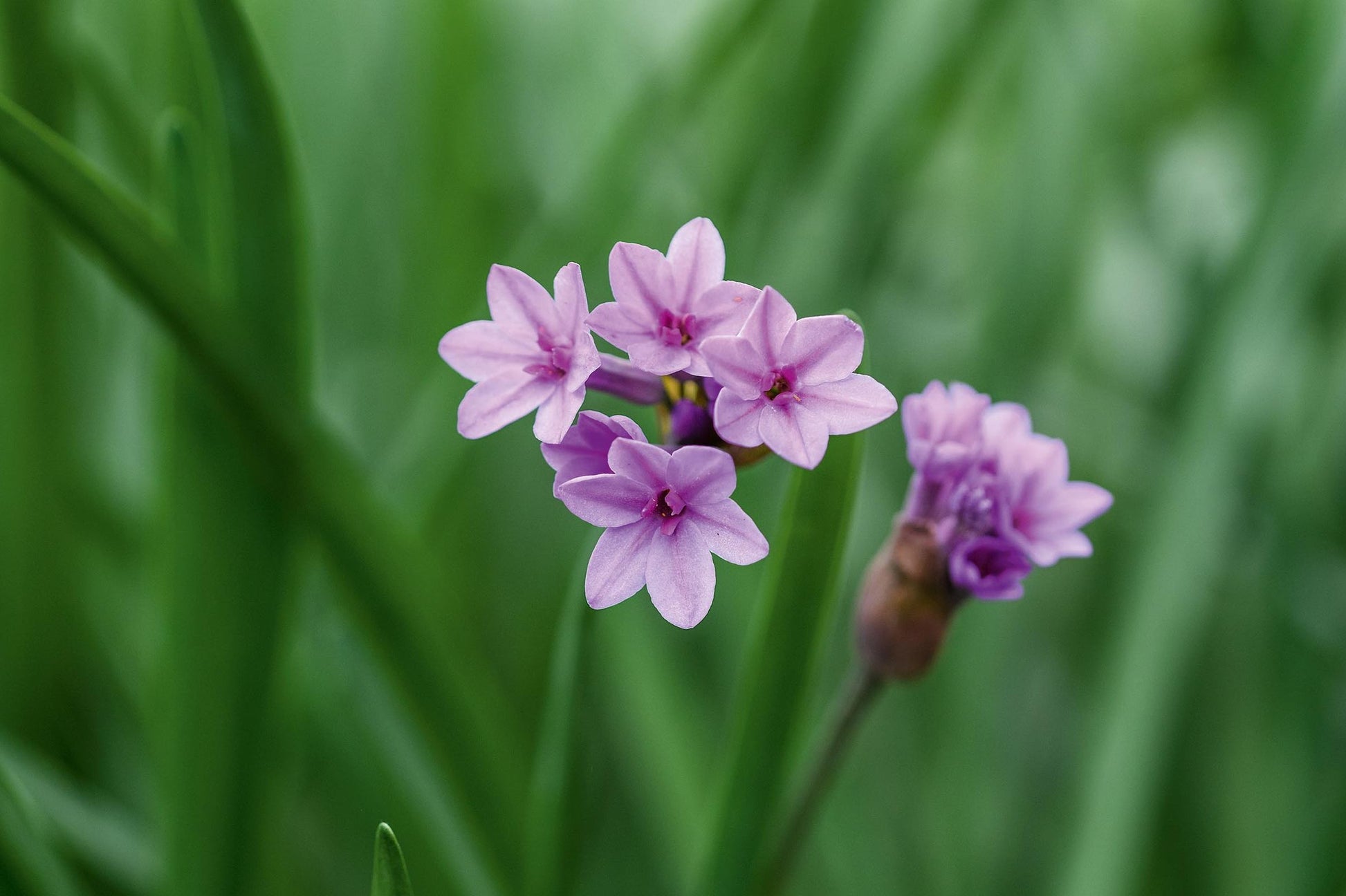 Society Garlic Purple Eye (Tulbaghia)