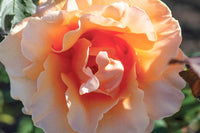 Rose Brandy Hybrid Tea 2 ft Standards (Rosa) - Ladybird Nursery