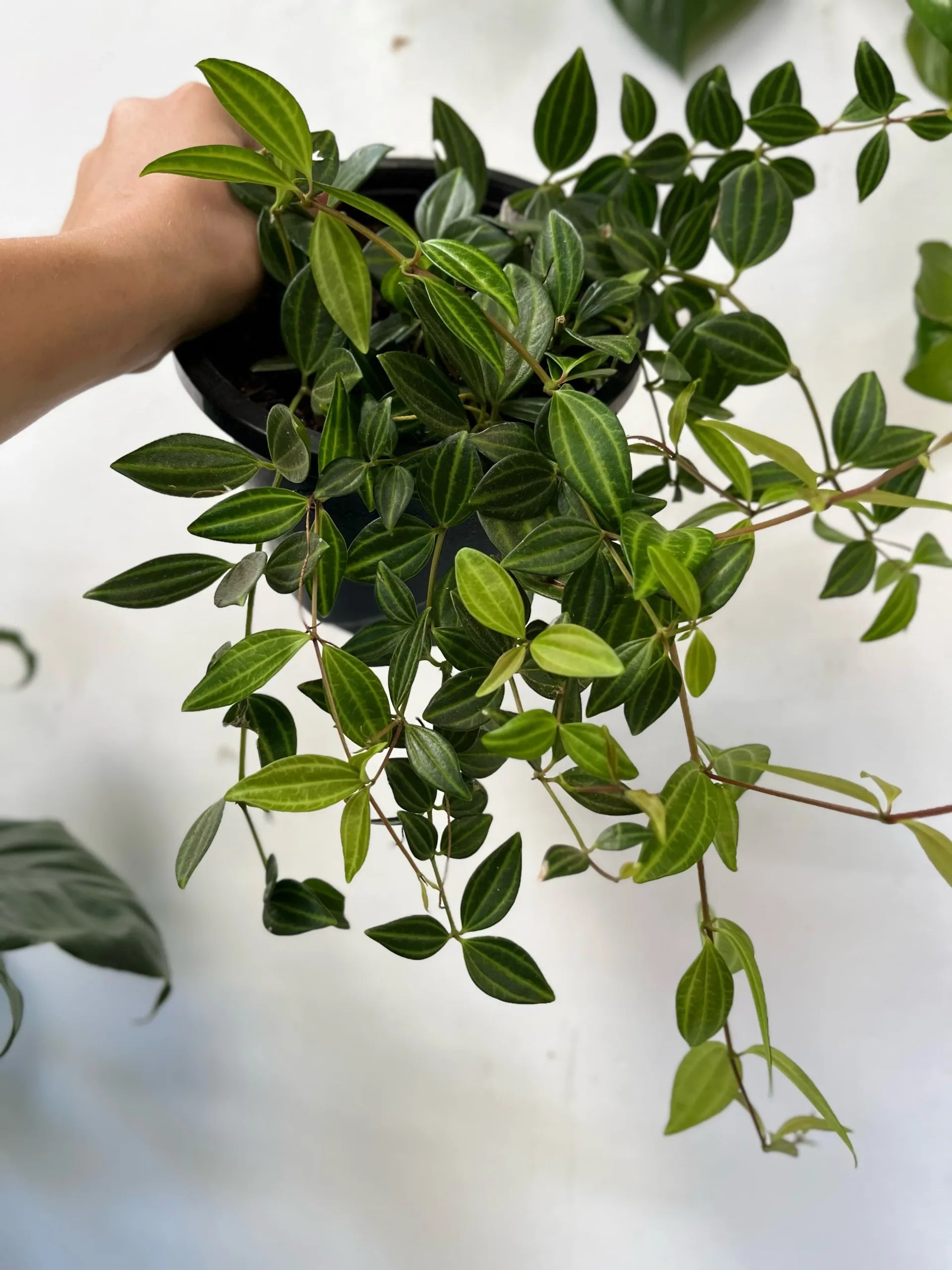 Peperomia Diamond (Peperomia angulata)