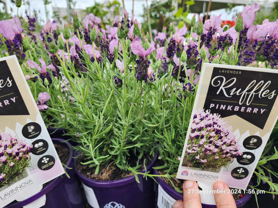 Lavender Pinkberry Ruffles (Lavandula pedunculata) - Ladybird Nursery