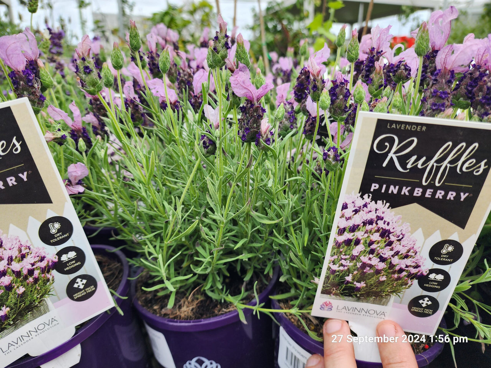 Lavender Pinkberry Ruffles (Lavandula pedunculata) - Ladybird Nursery