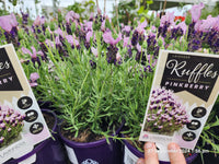 Lavender Pinkberry Ruffles (Lavandula pedunculata)