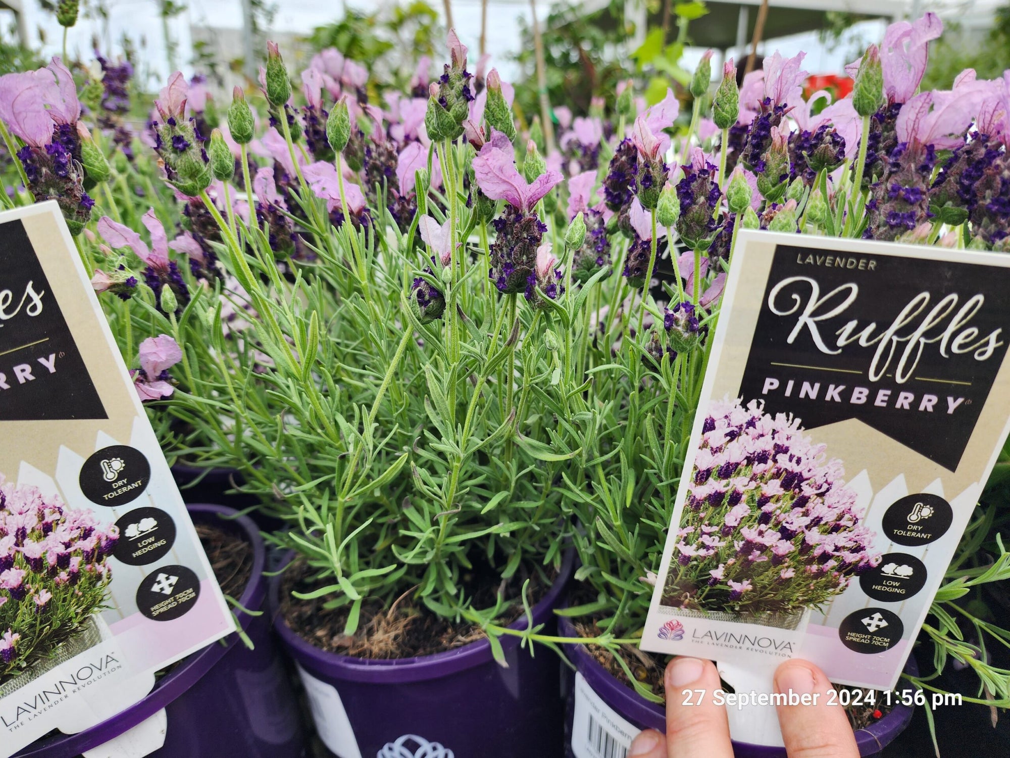 Lavender Pinkberry Ruffles (Lavandula pedunculata) - Ladybird Nursery
