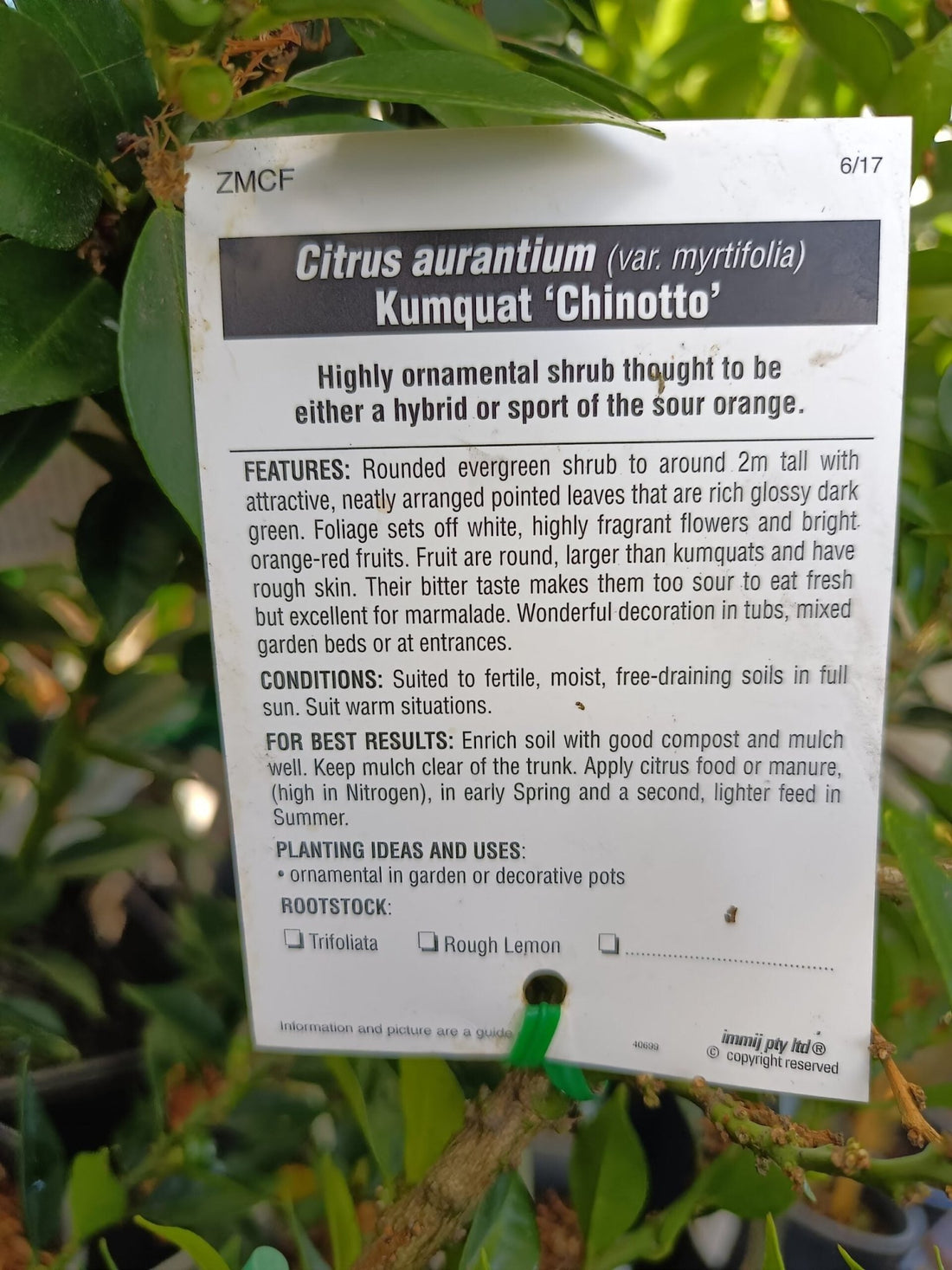 Kumquat Chinotto (QLD Only) - Ladybird Nursery