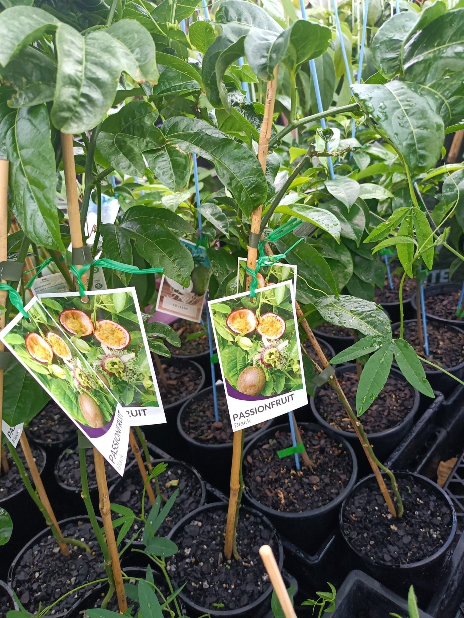 Black Passionfruit - Ladybird Nursery
