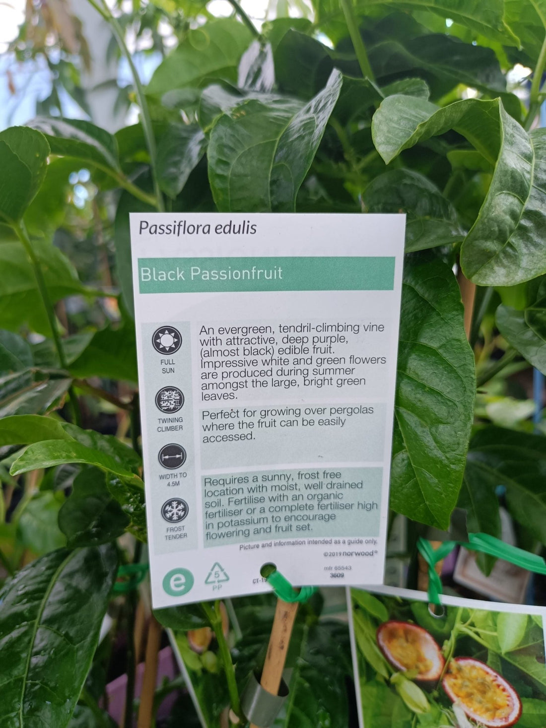 Black Passionfruit - Ladybird Nursery