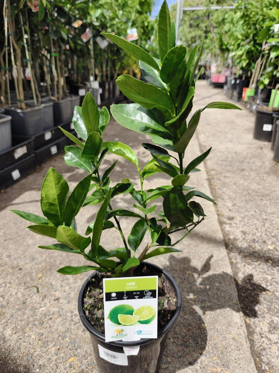 Lime 'Tahitian' 140mm Pots (QLD Only) - Ladybird Nursery