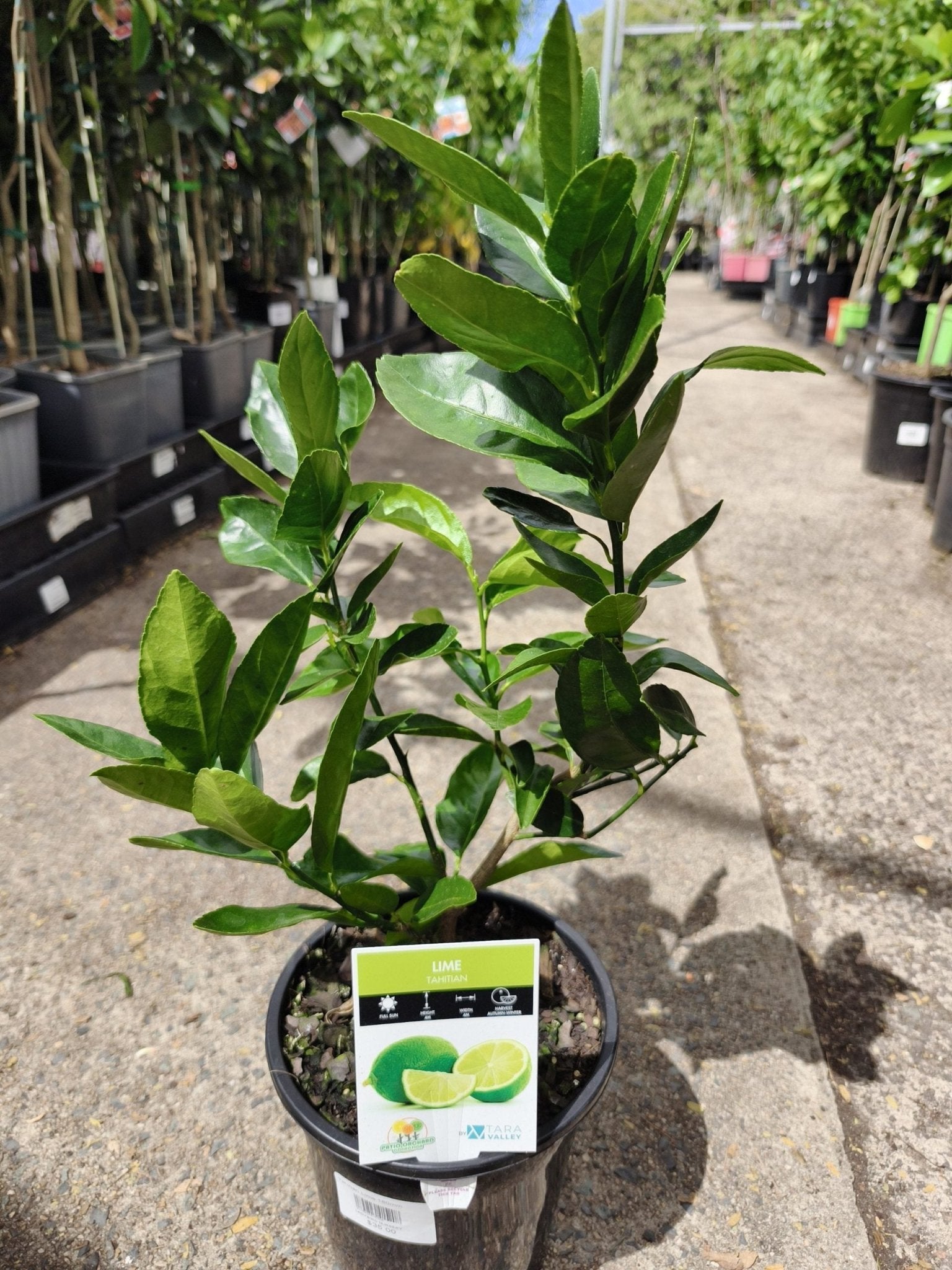 Lime 'Tahitian' 140mm Pots (QLD Only) - Ladybird Nursery