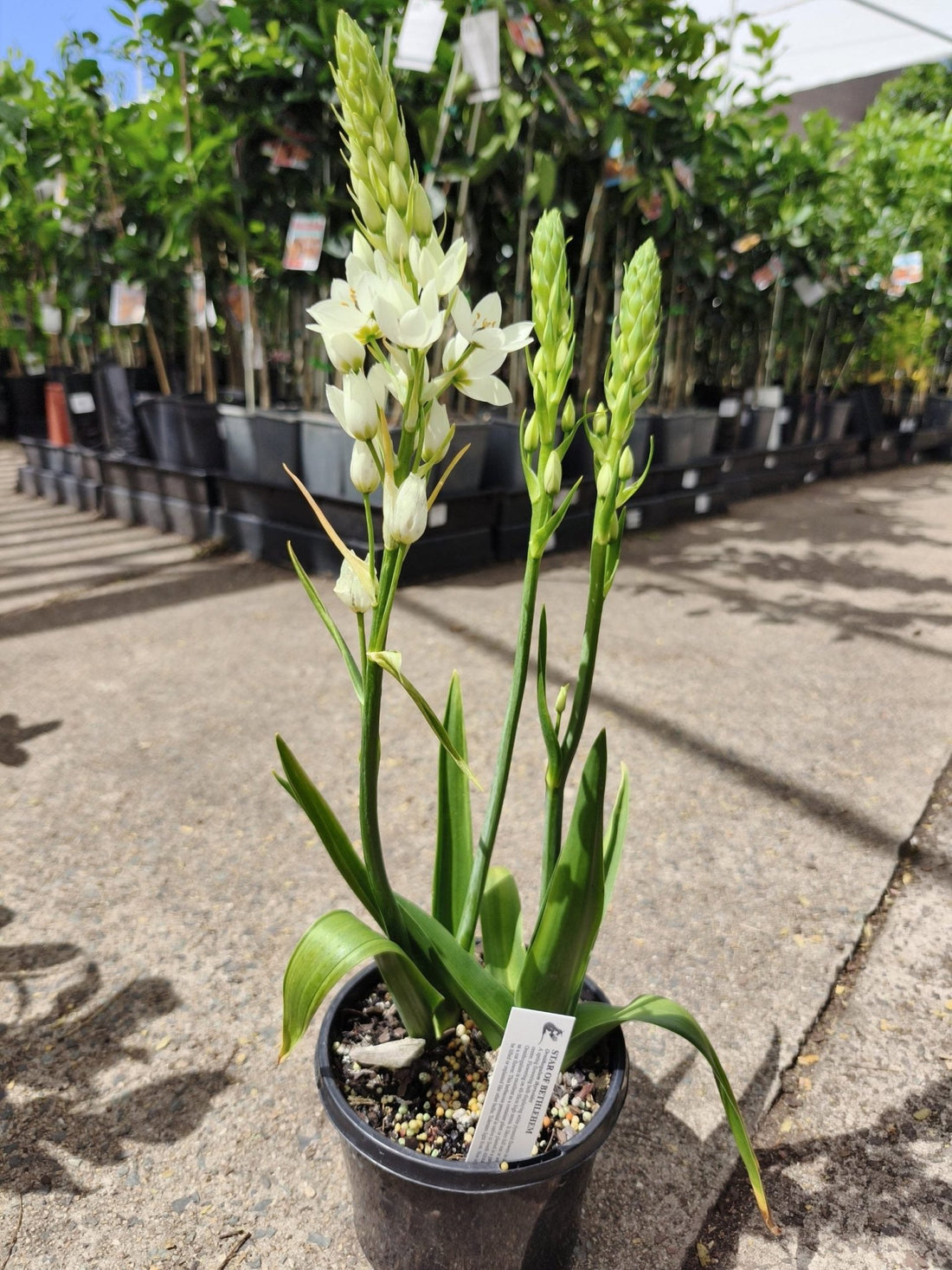Star of Bethlehem Multi planted (Ornithogalum) - Ladybird Nursery