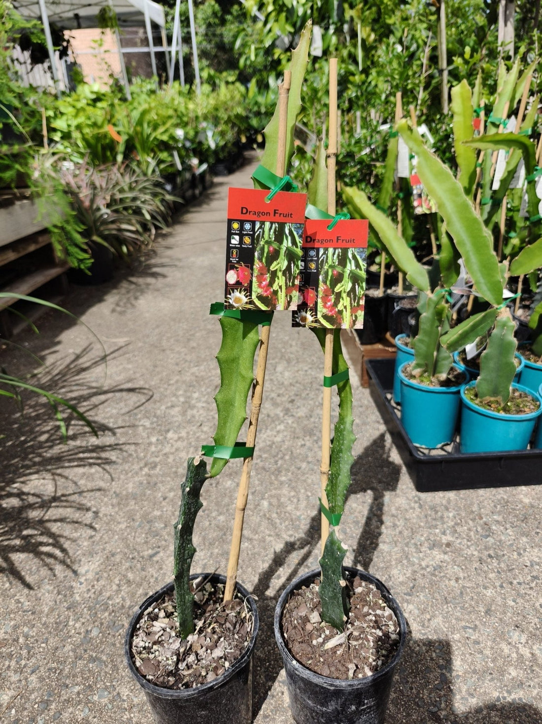 Yellow Dragonfruit - Ladybird Nursery