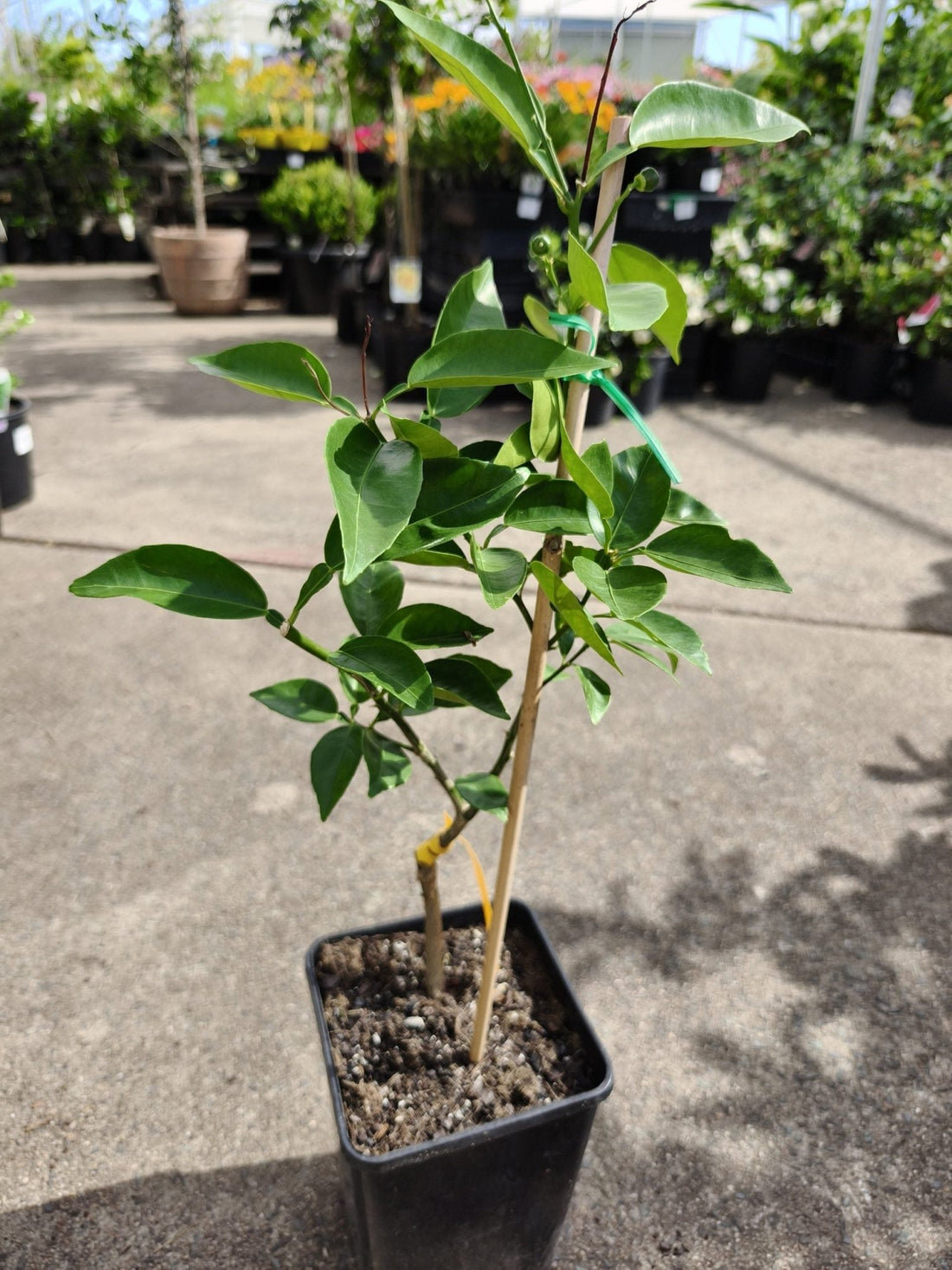 Japanese Sudachi Lime (QLD only) - Ladybird Nursery