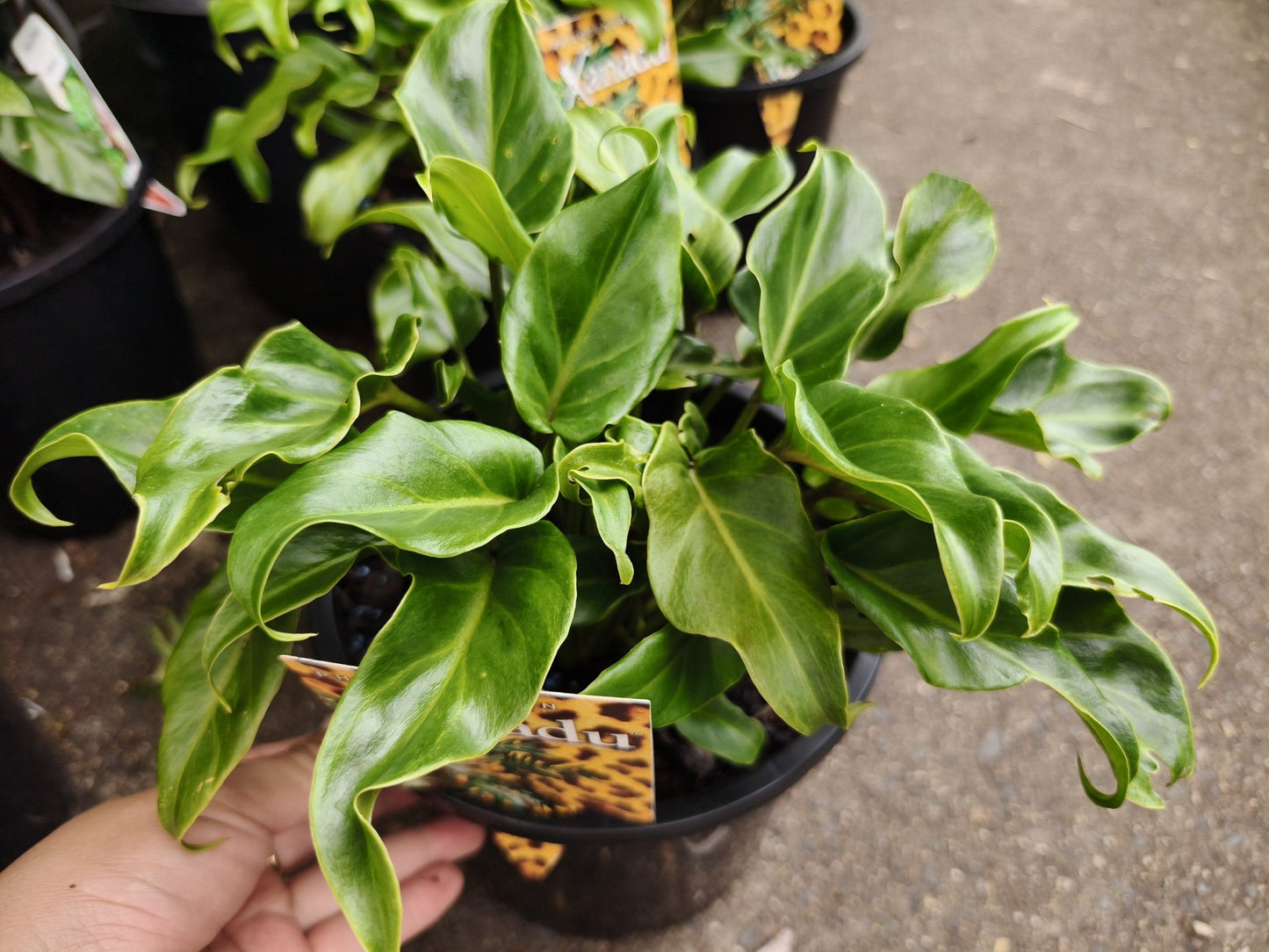 Philodendron 'Xanadu'