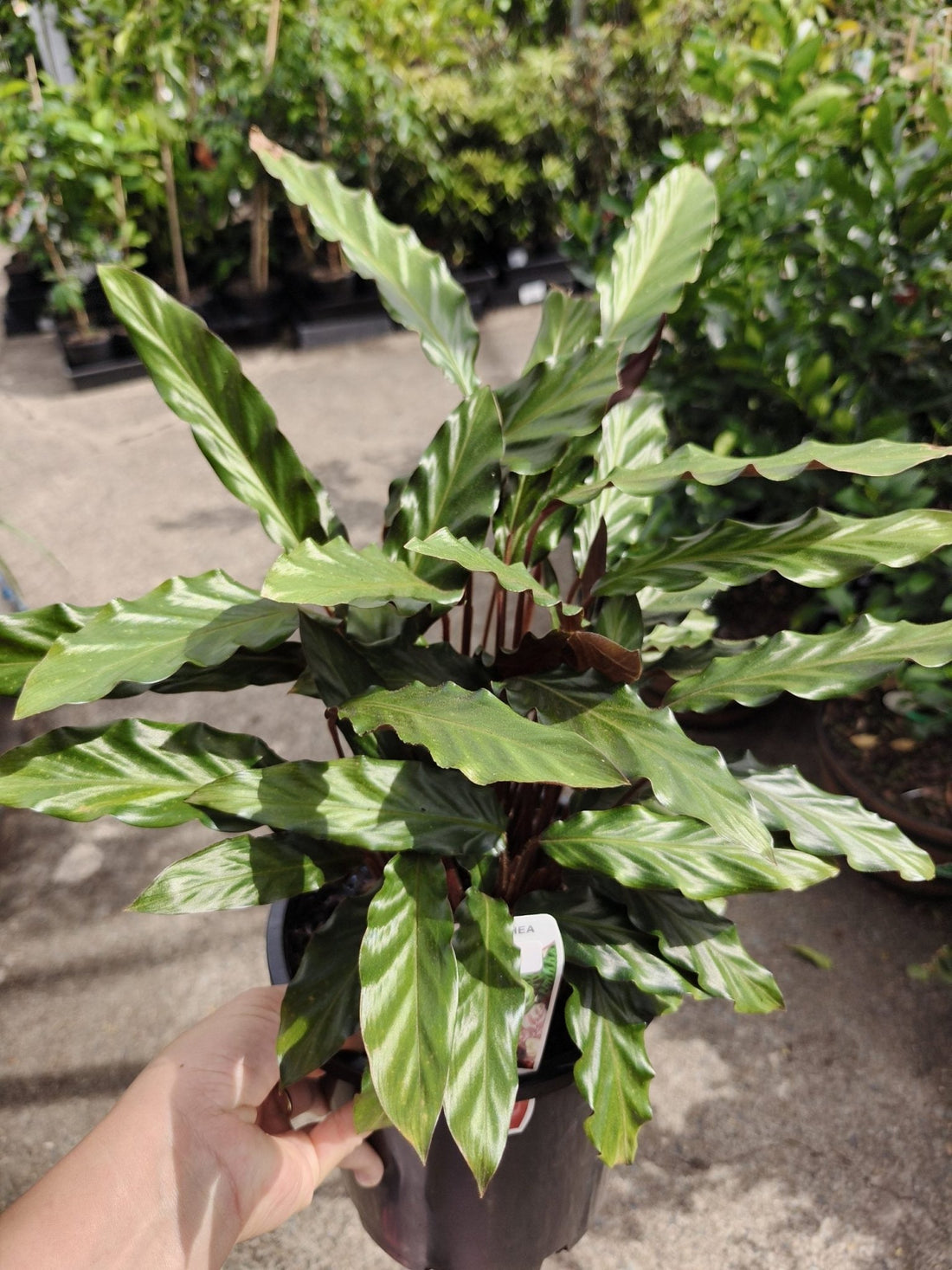 Prayer Plant (Calathea rufibarba) - Ladybird Nursery