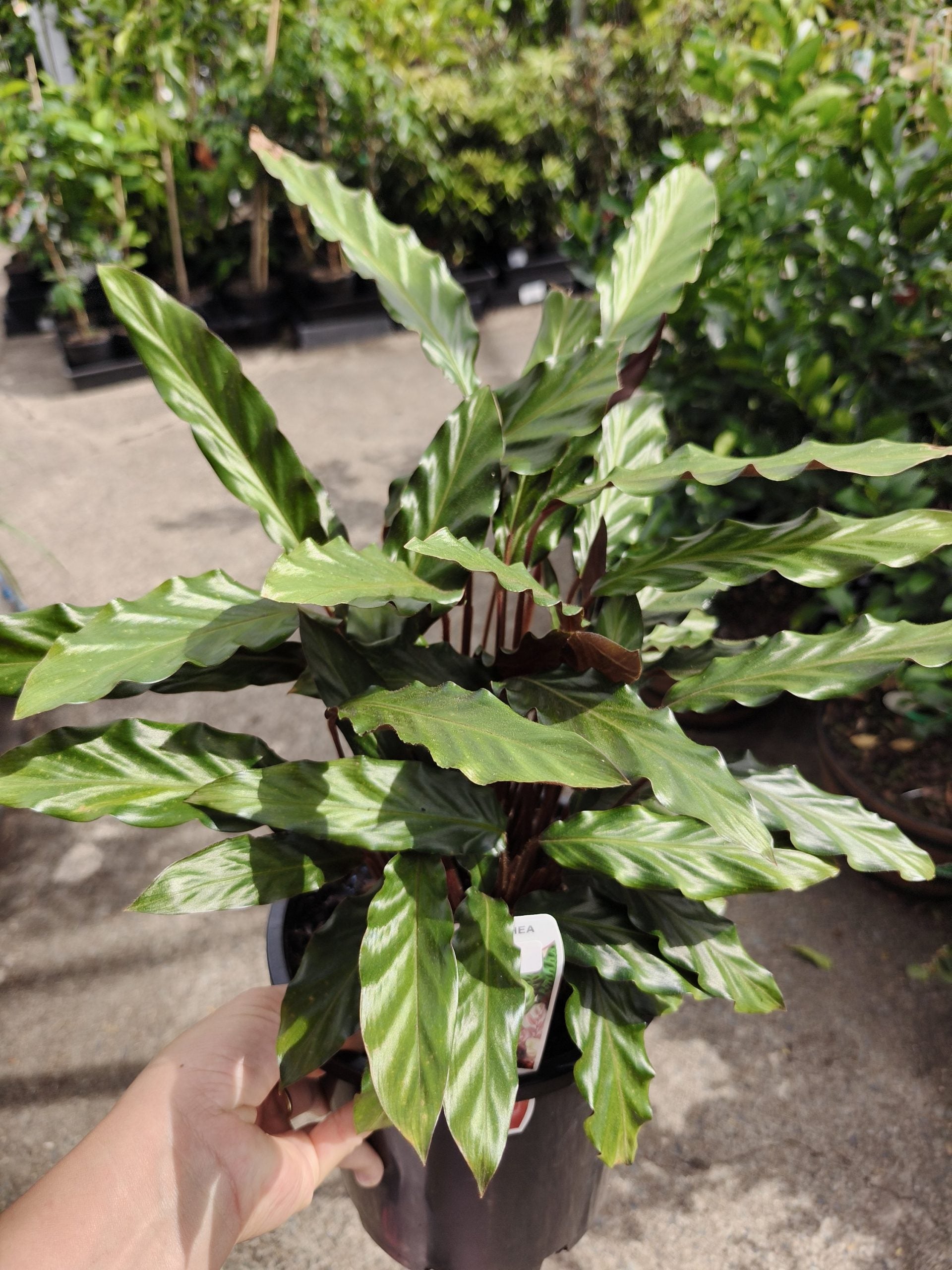 Prayer Plant (Calathea rufibarba)