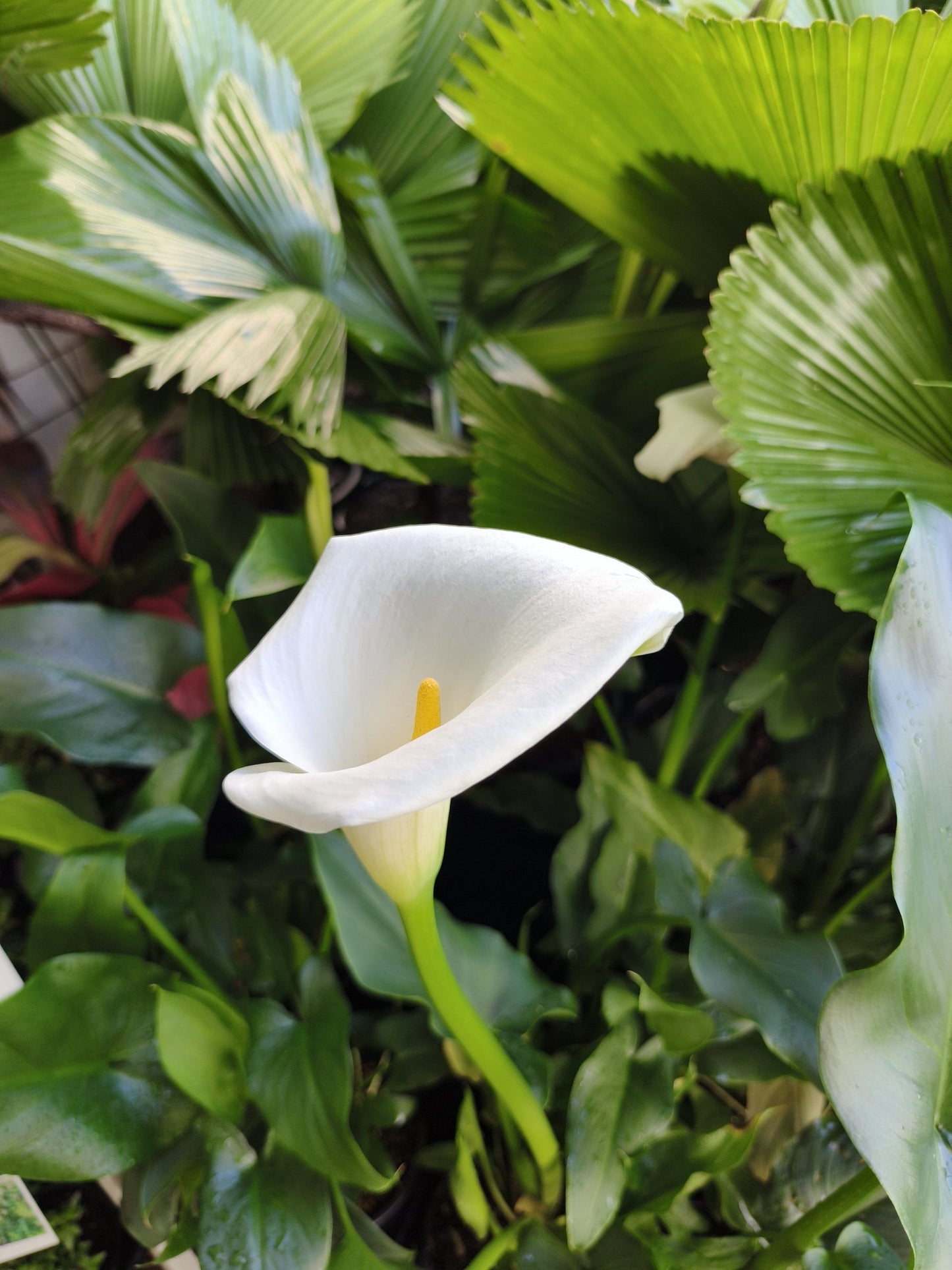 Arum Lily- White (Zantedeschia aethiopica)