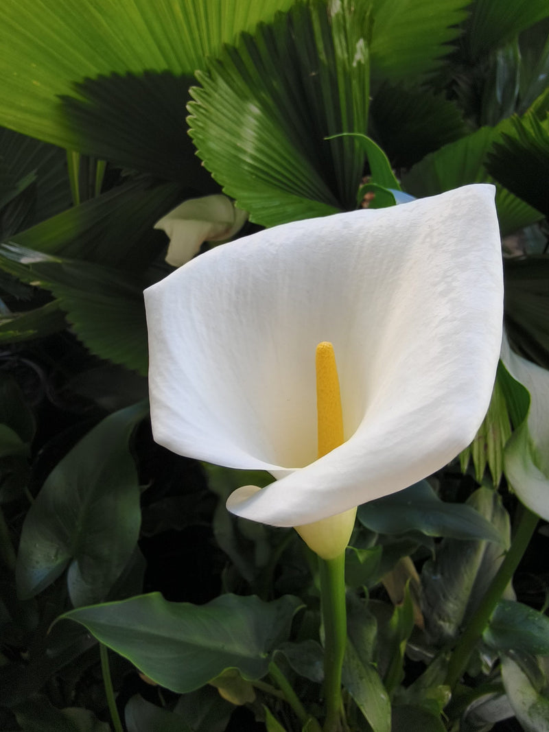 Arum Lily- White (Zantedeschia aethiopica)