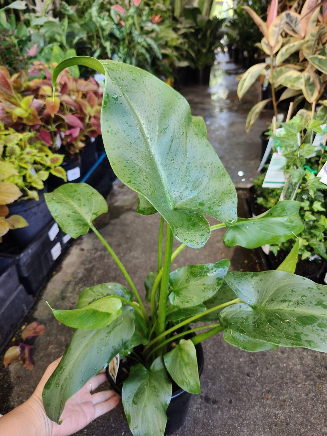 Arum Lily - White (Zantedeschia aethiopica) - Ladybird Nursery
