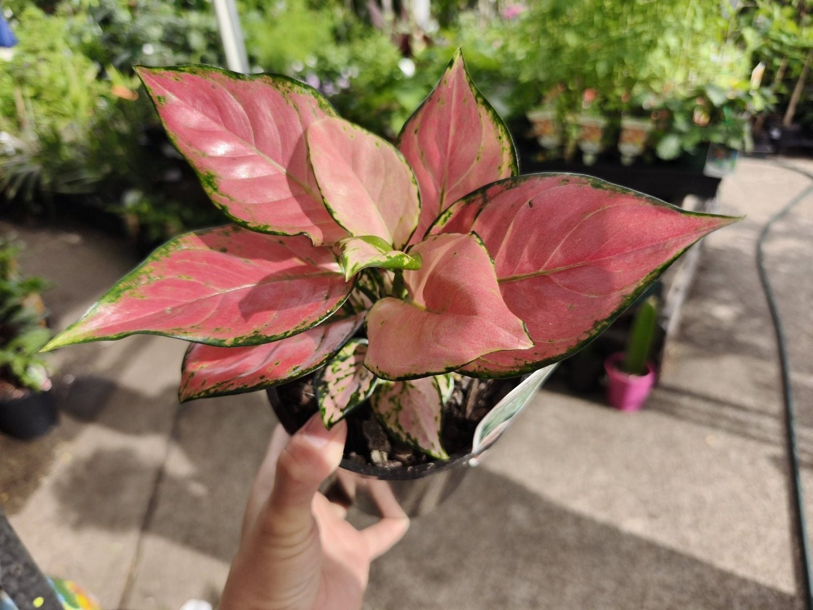 Aglaonema Pretty Woman - Ladybird Nursery