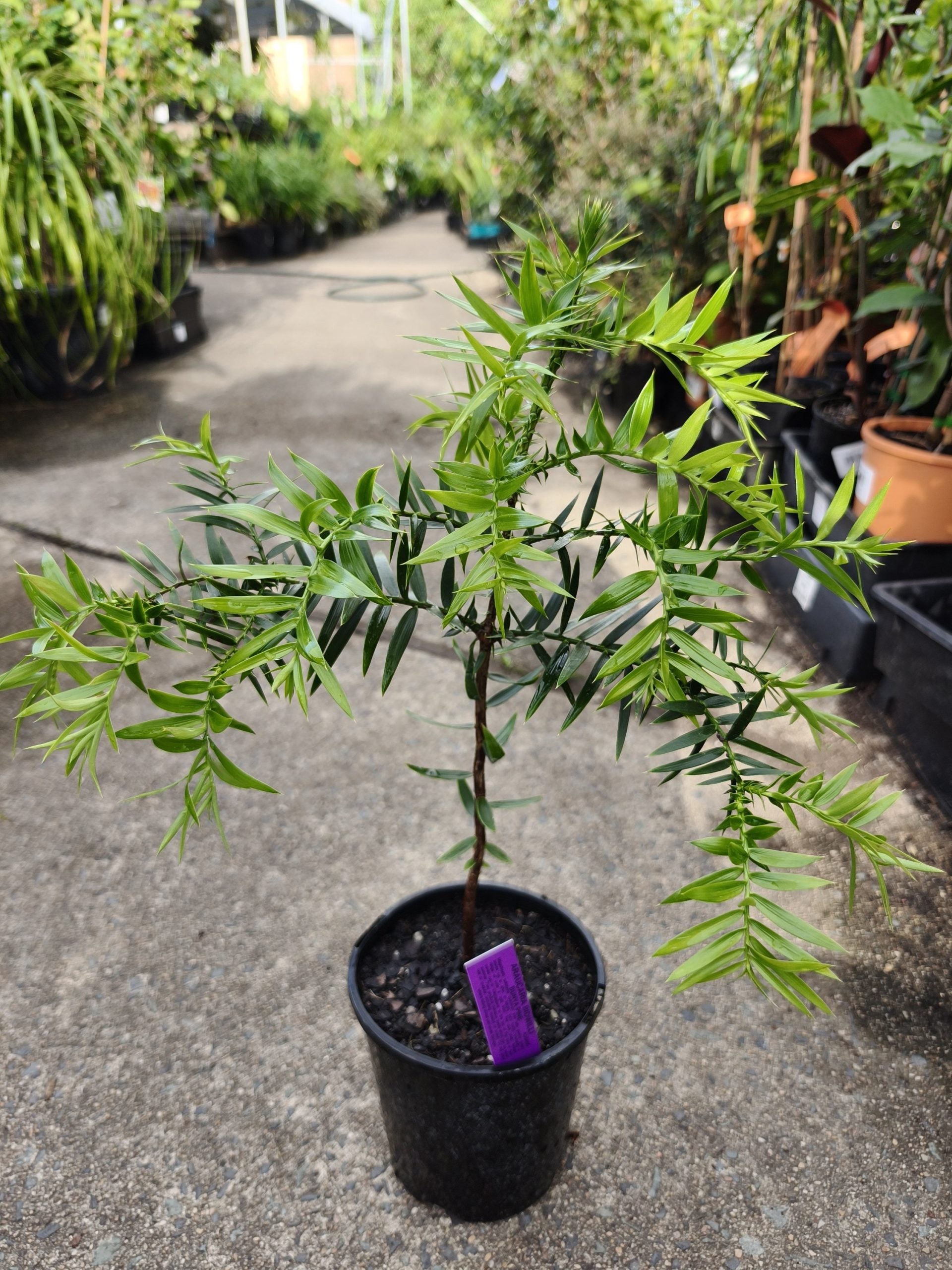 Bunya Nut Pine (Araucaria bidwillii)