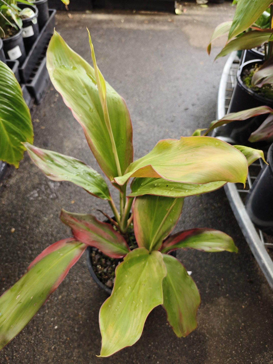 Cordyline Tropic Sunset - Ladybird Nursery