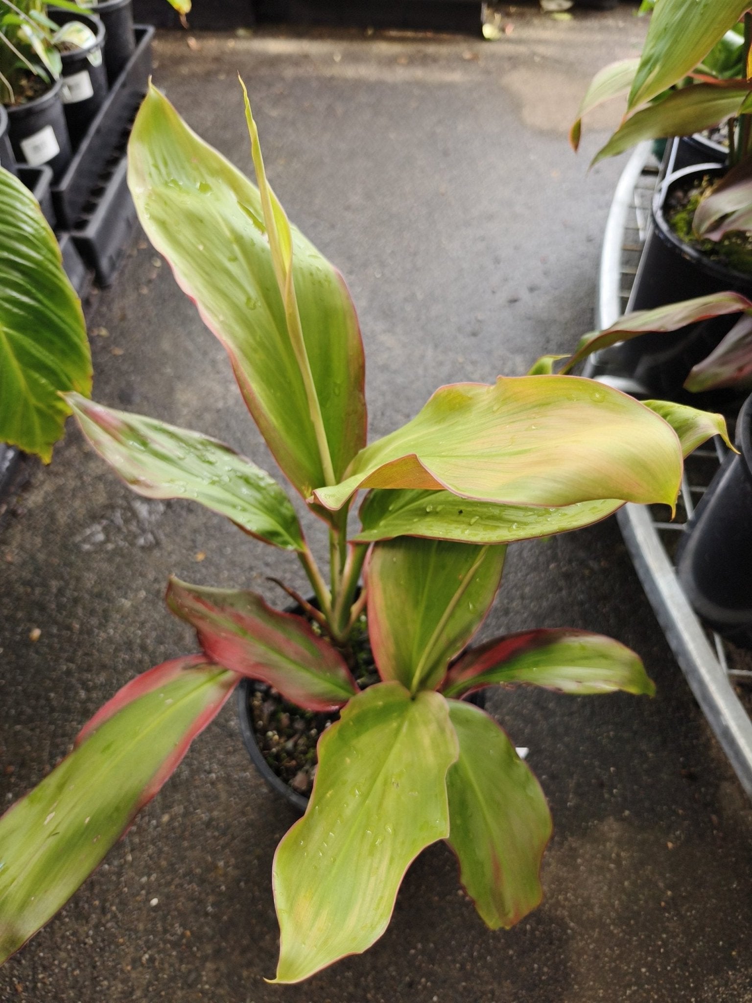 Cordyline Tropic Sunset - Ladybird Nursery