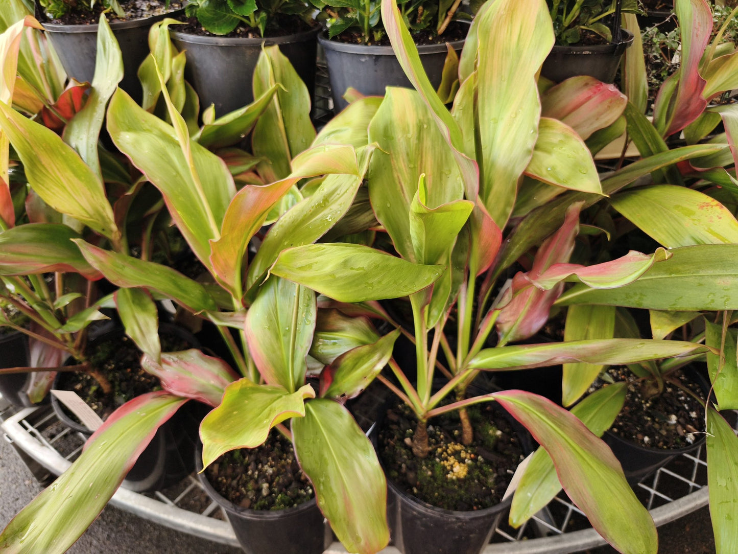 Cordyline Tropic Sunset