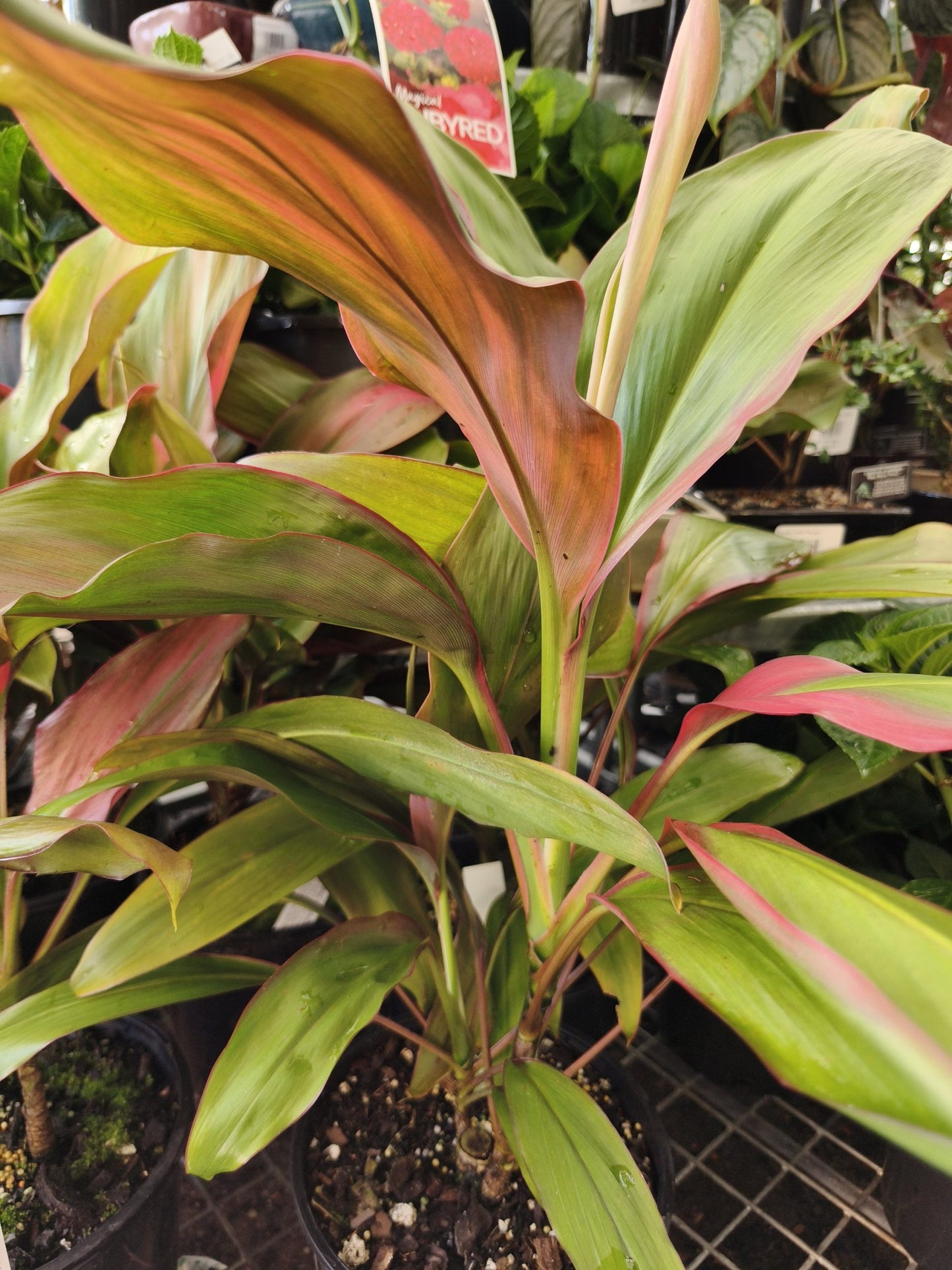 Cordyline Tropic Sunset