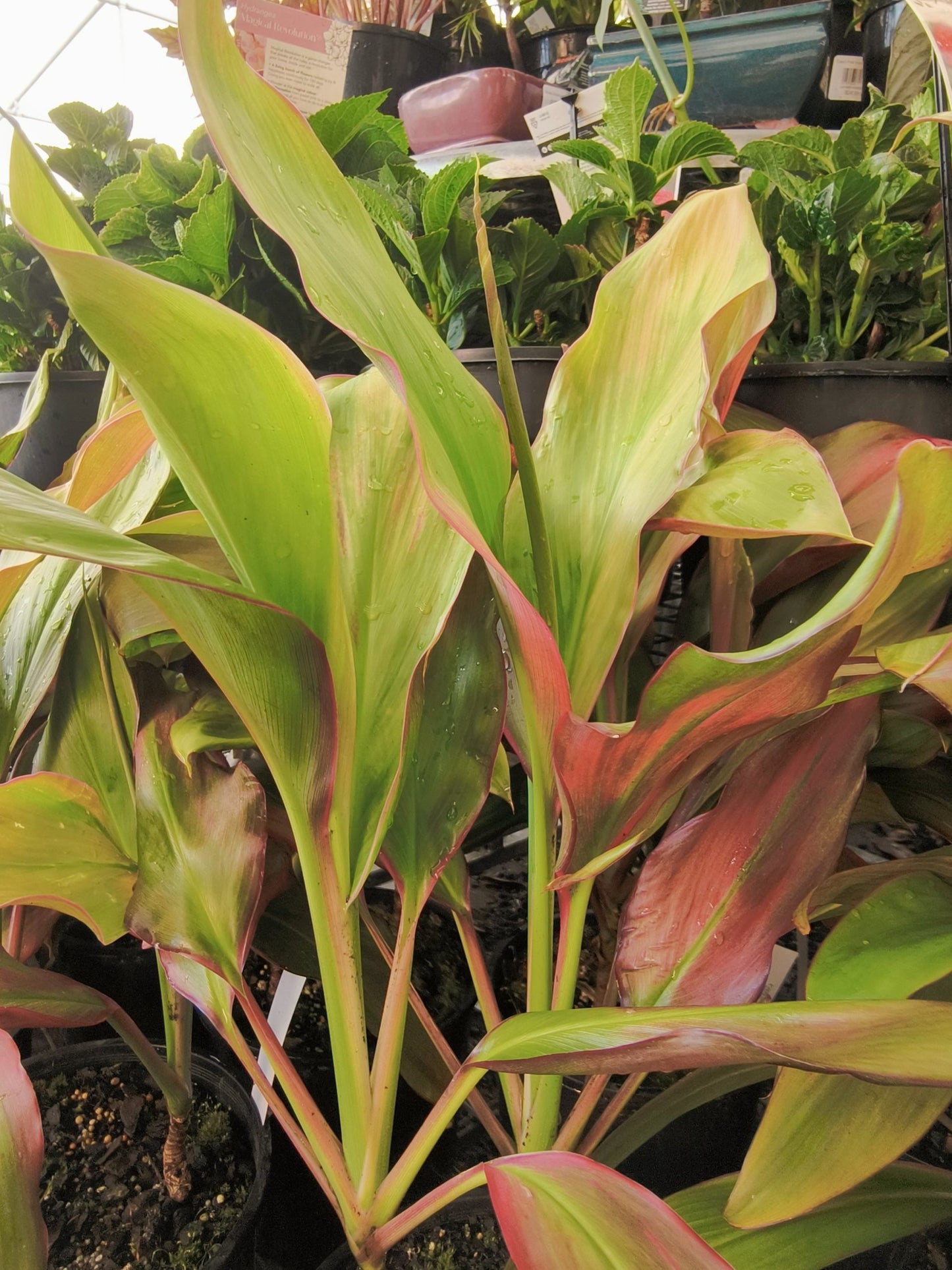 Cordyline Tropic Sunset