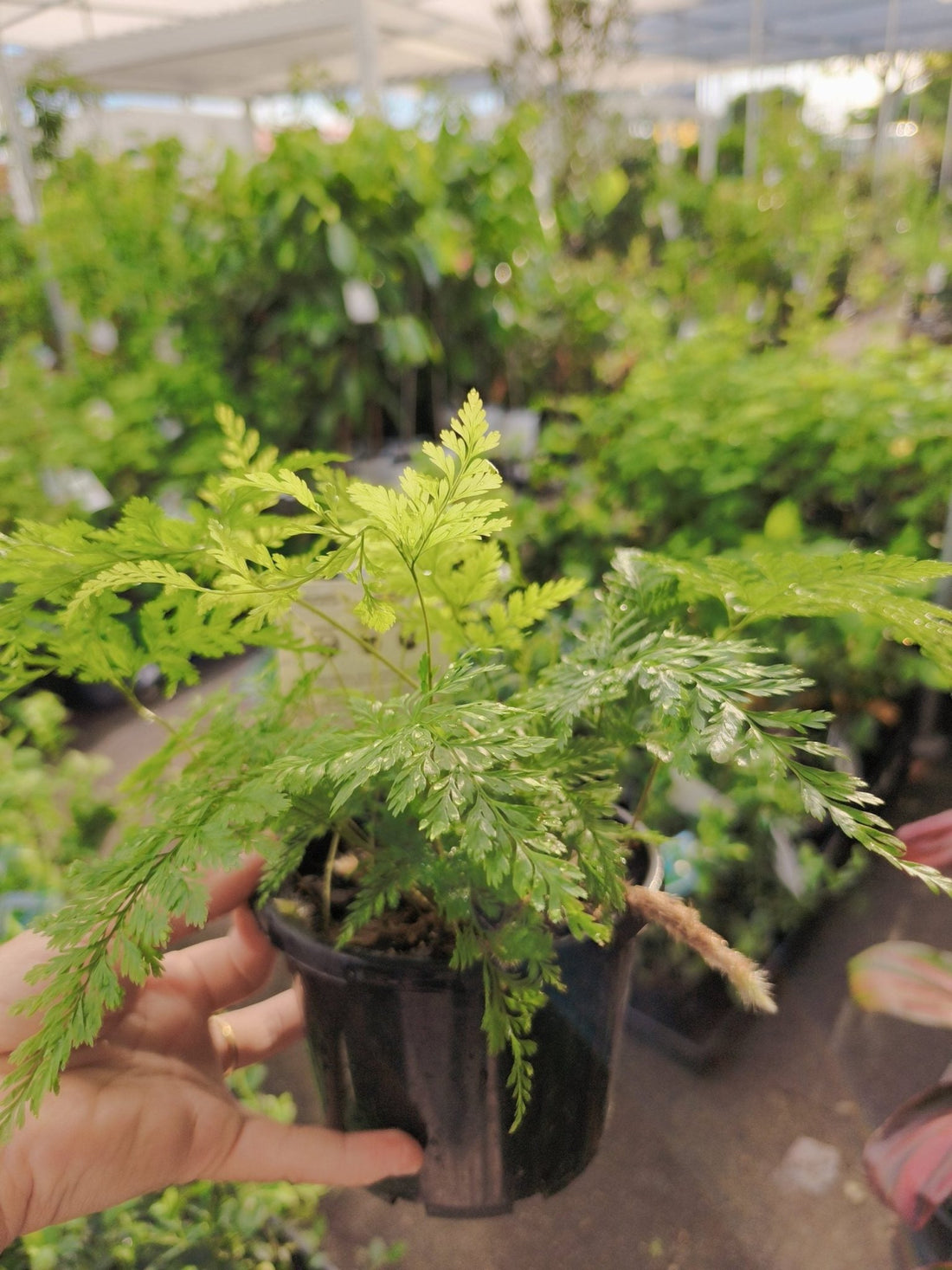 Davallia Rabbits Foot Fern - Ladybird Nursery