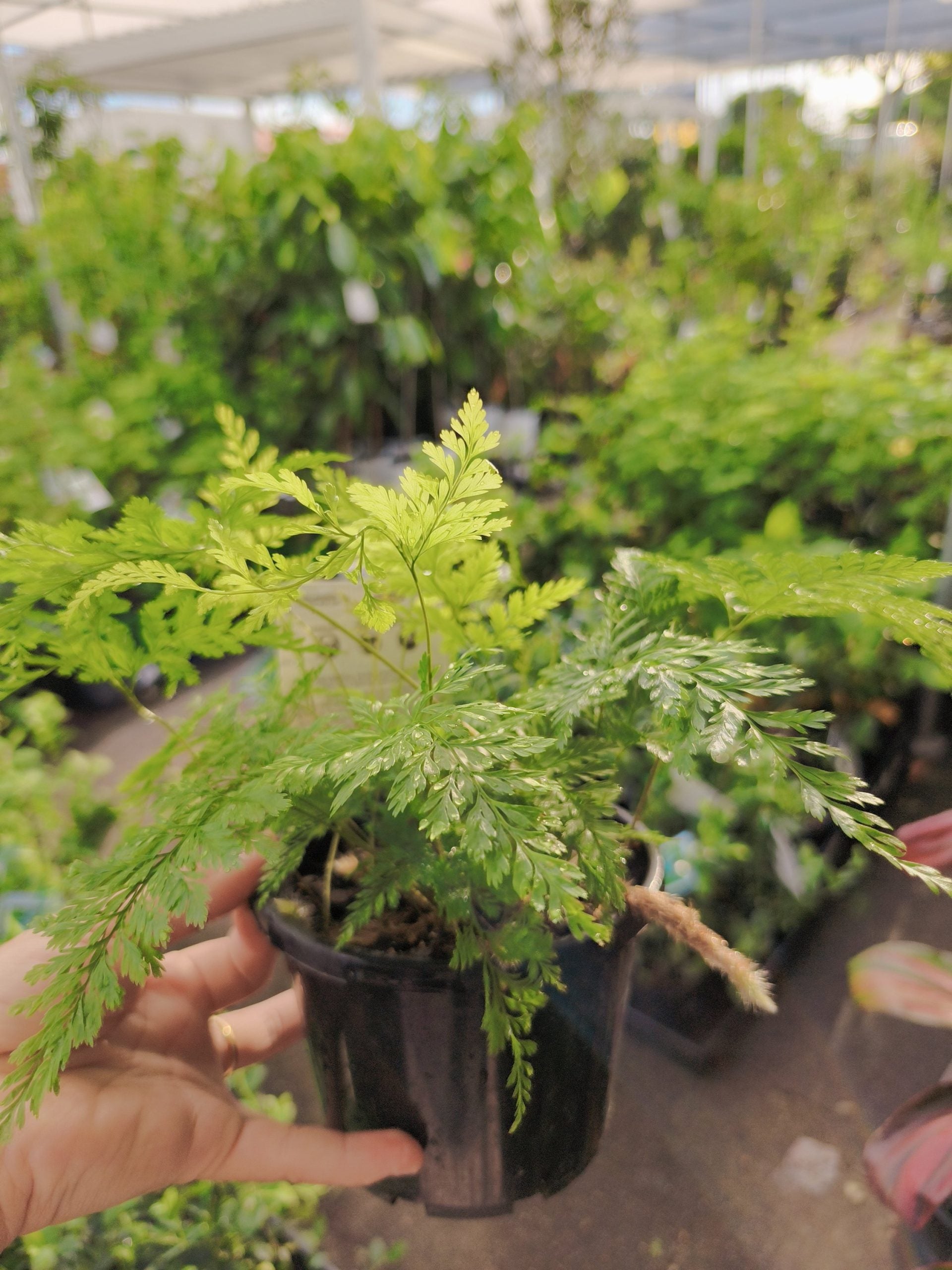 Davallia Rabbits Foot Fern