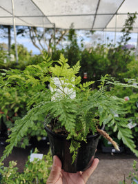 Davallia Rabbits Foot Fern