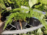 Davallia Rabbits Foot Fern