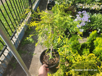 Golden Threadleaf Arborvitae Filiformis Aurea (Thuja occidentalis)