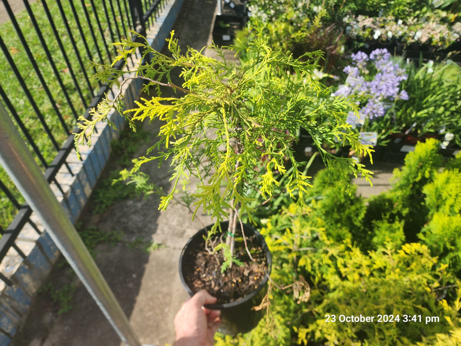 Golden Threadleaf Arborvitae (Thuja occidentalis ‘Filiformis Aurea’)