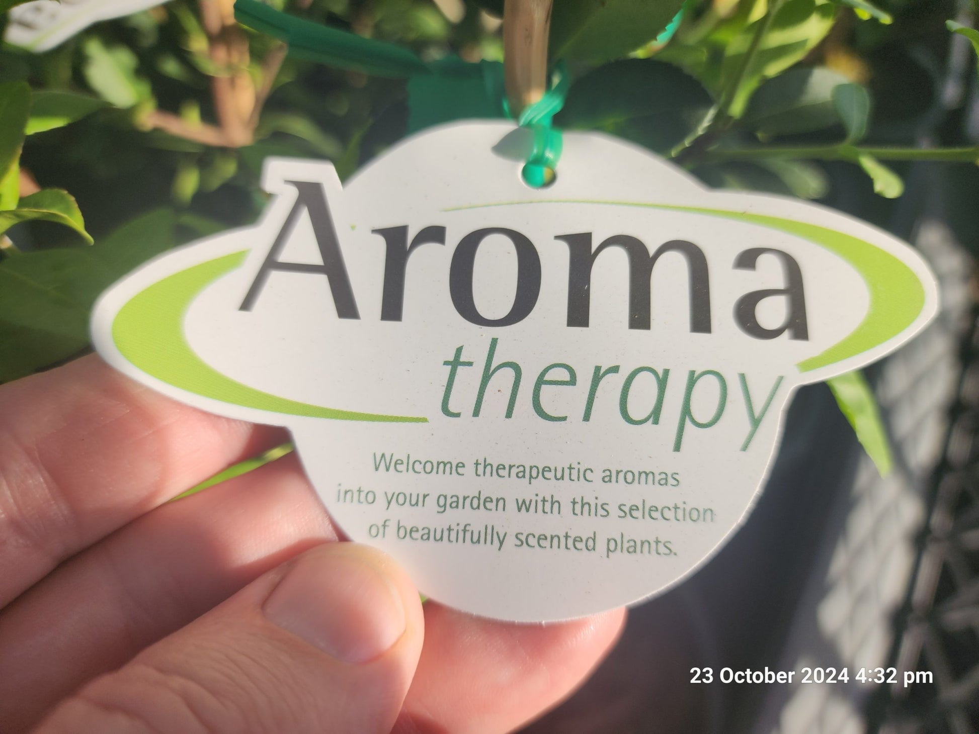 Osmanthus × fortunei 'Heaven Scent'