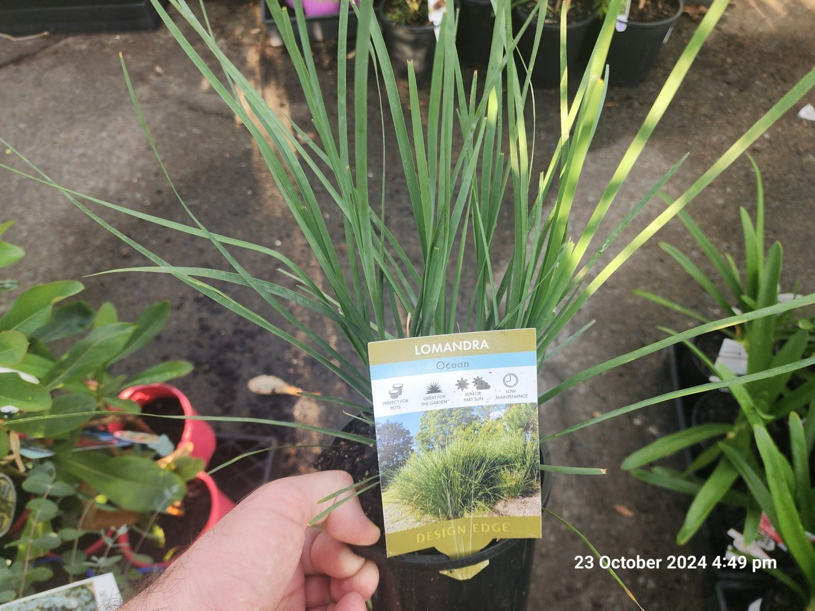 Lomandra Ocean™ - Ladybird Nursery