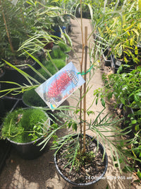 Grevillea Coastal Prestige