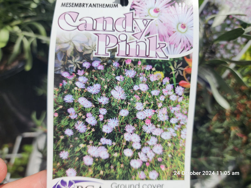 Ice Plant Candy Pink (Mesembryanthemum)